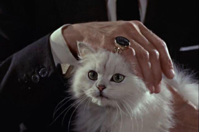 《翡翠波斯猫电影》手机高清电影在线观看-全集动作片-网络影院